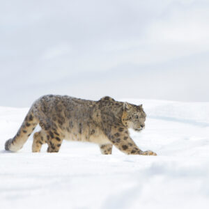 Tracking the Elusive Snow Leopard: Ladakh